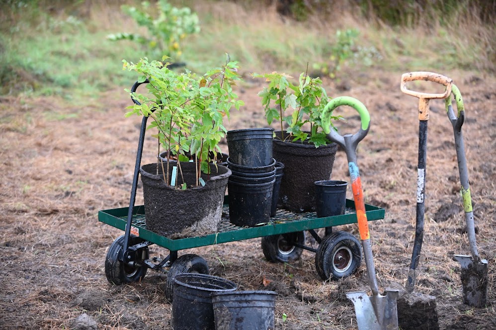 Trees and shovels: ready for planting