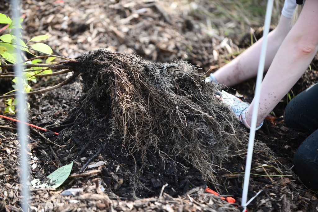 Preparing soil to plant a tree