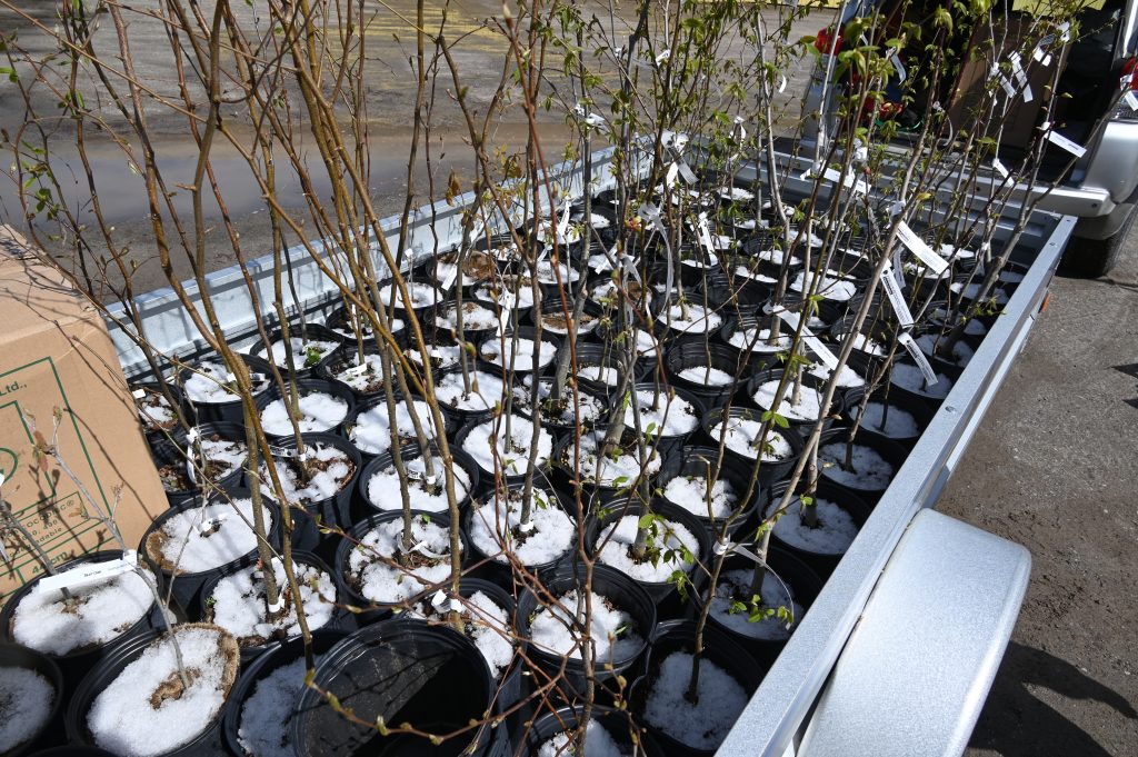 Seedlings being planted for the winter.