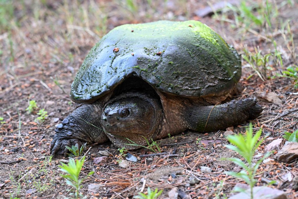 mikinaak (snapping turtle)