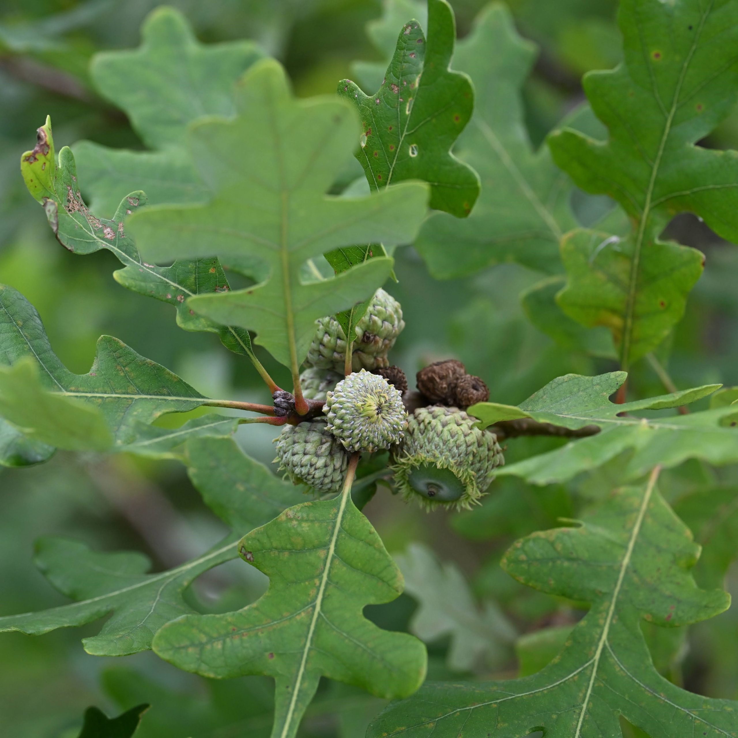 The Steadfast: Bur Oak