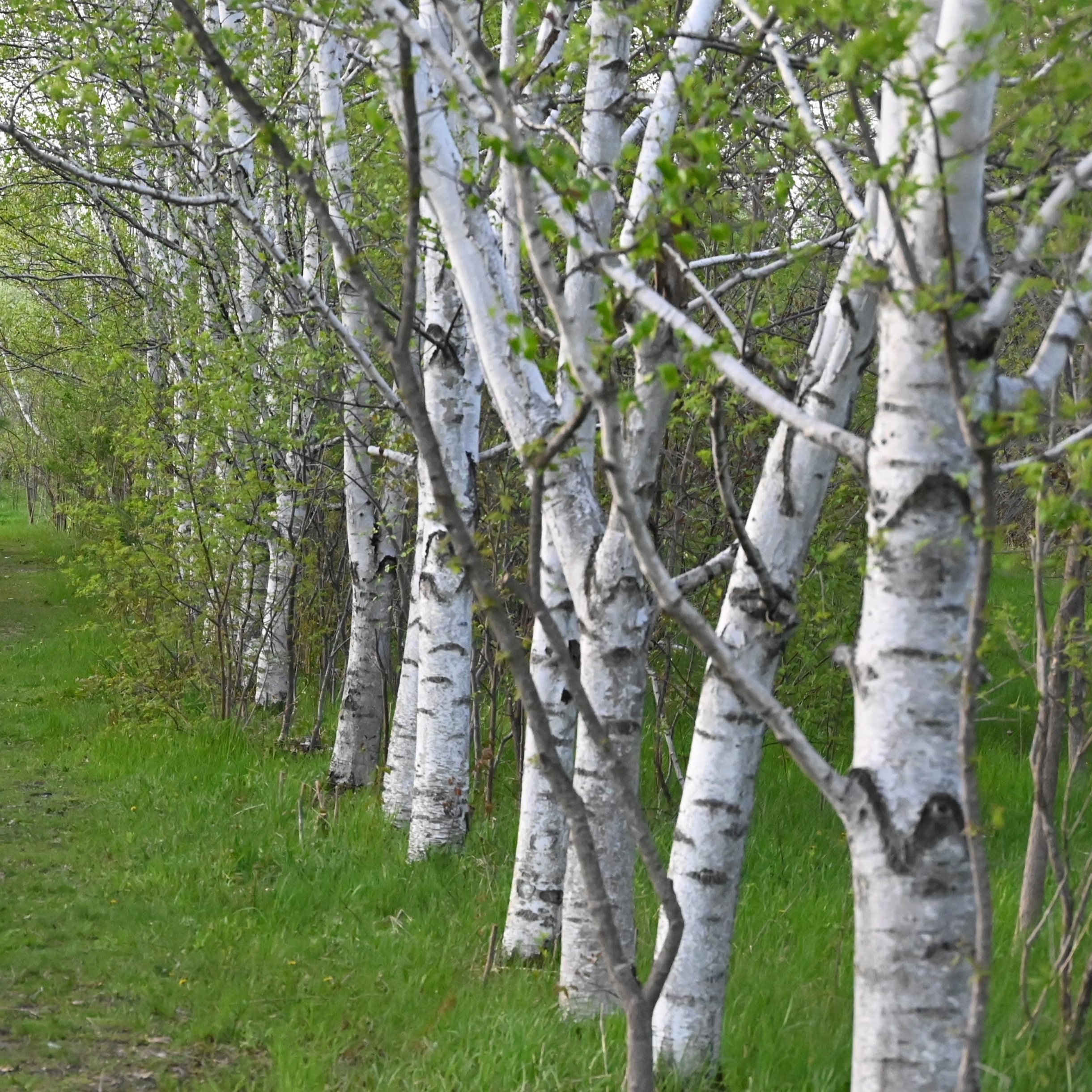 The Forerunner: Paper Birch