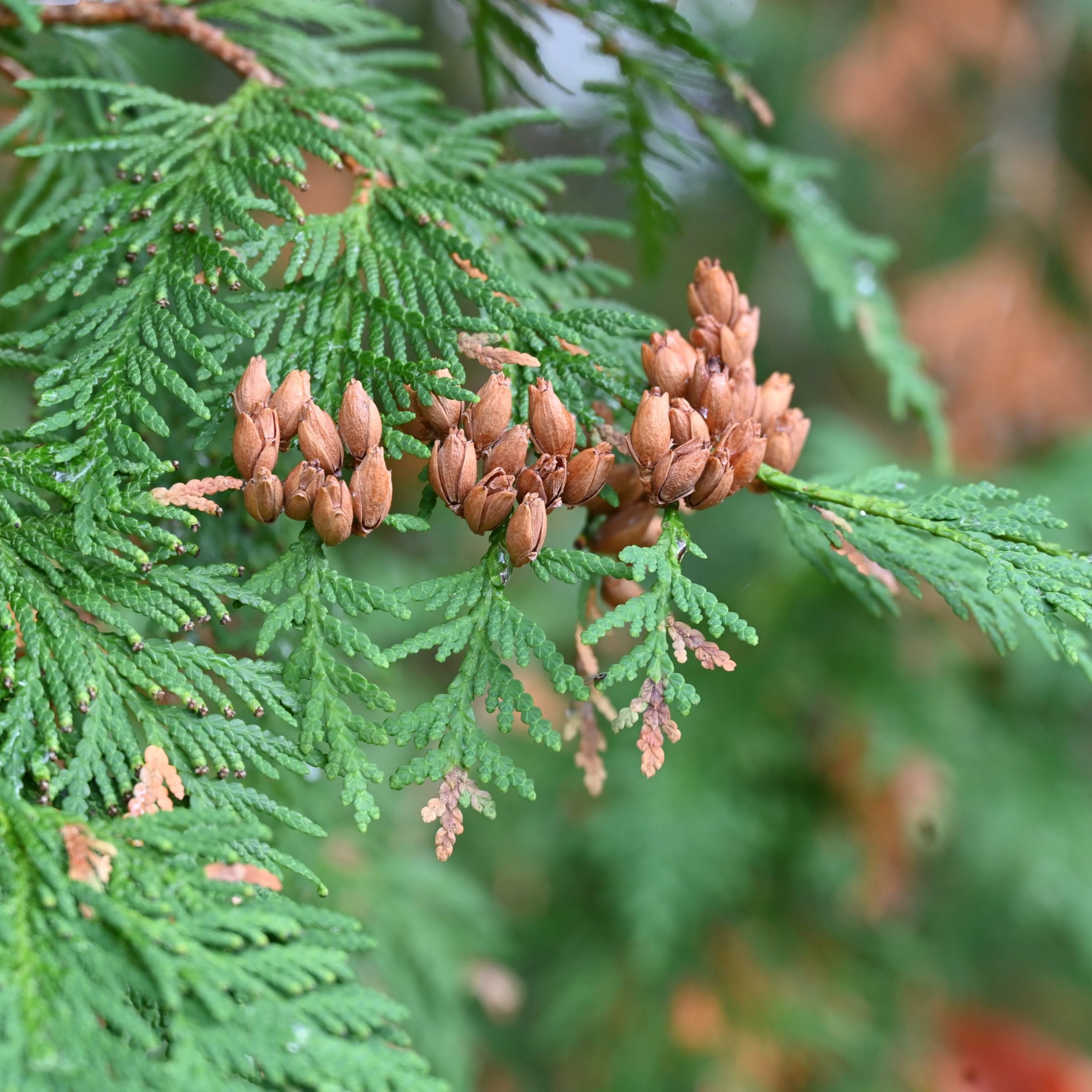 The Evermore: Eastern White Cedar