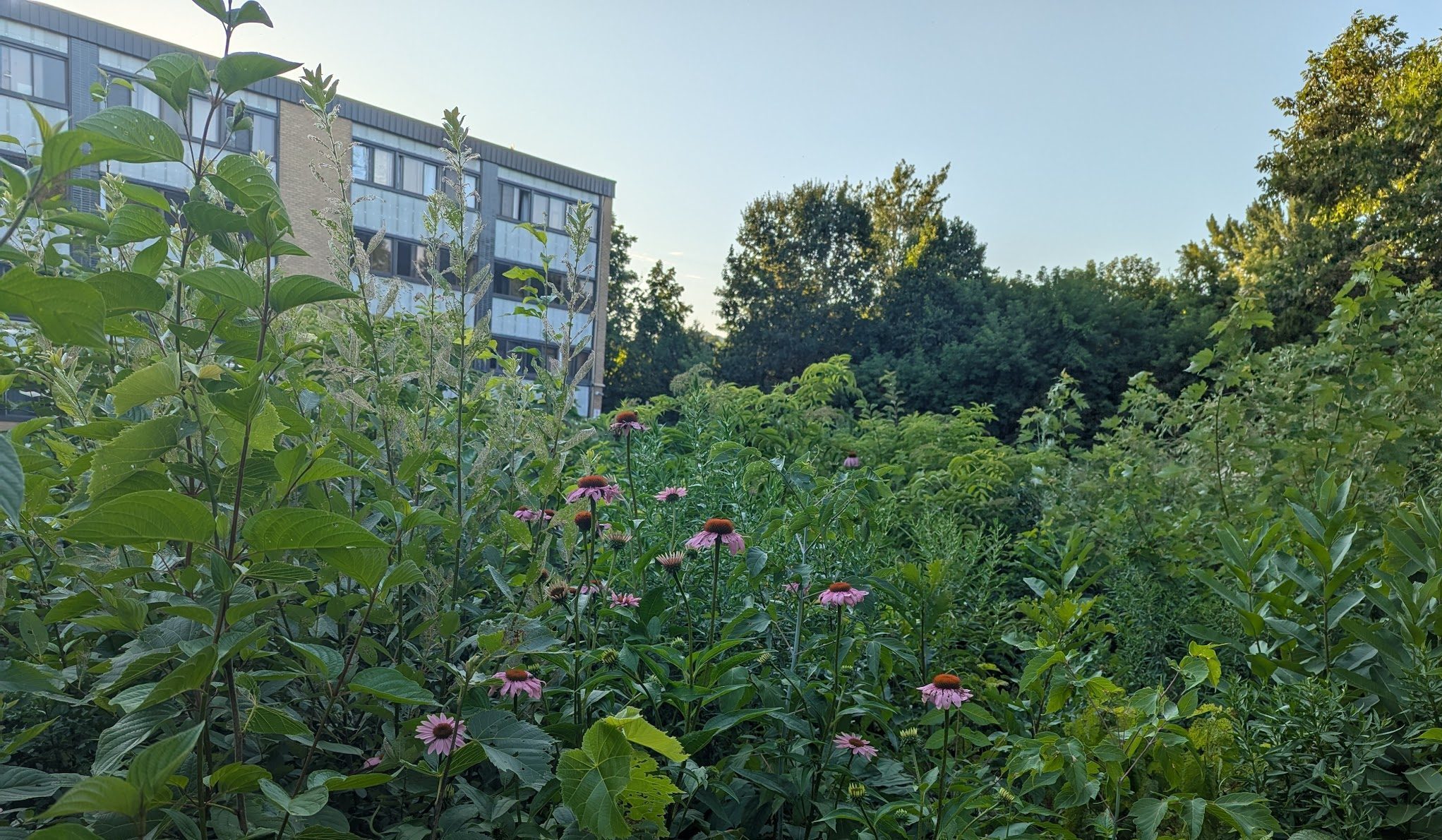 Ask Us Anything: Tiny Forest Edition