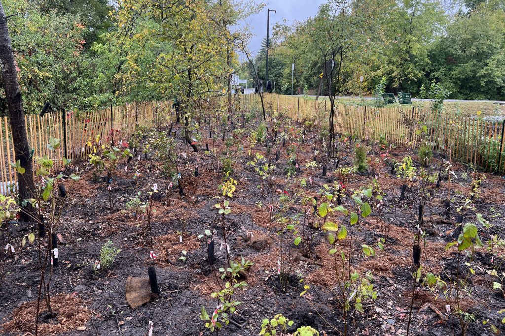 Collège La Cité Tiny Forest after Tiny Forest planting