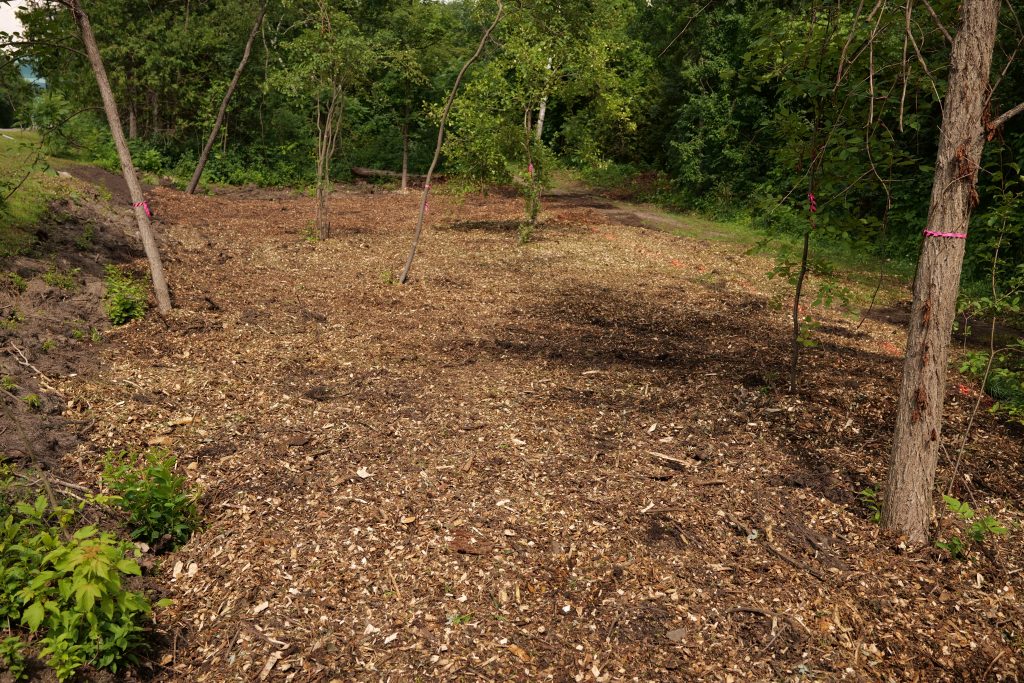 Collège La Cité Tiny Forest after mulching