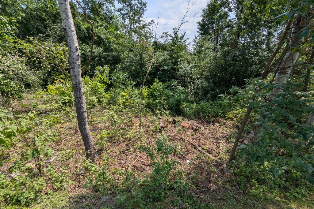 Collège La Cité site before excavation and soil amendments applied