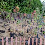 CLOSED EVENT - Tiny Forest Planting
