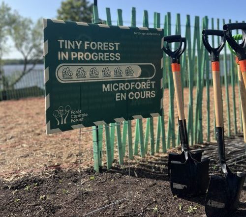 A sign reading "Tiny Forest in Progress" sits next to shovels and a prepared planting site