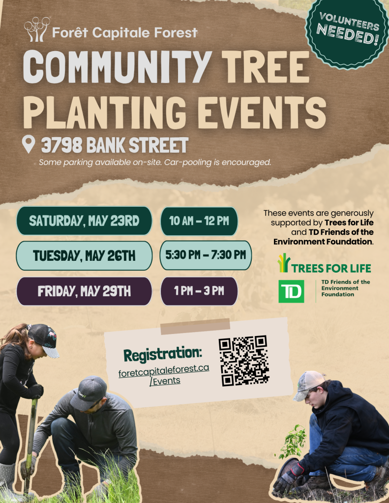 Creating A Tree Planting Event Community Tree Planting Event - capitalforest