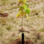 PRIVATE EVENT - Mer Bleue Planting